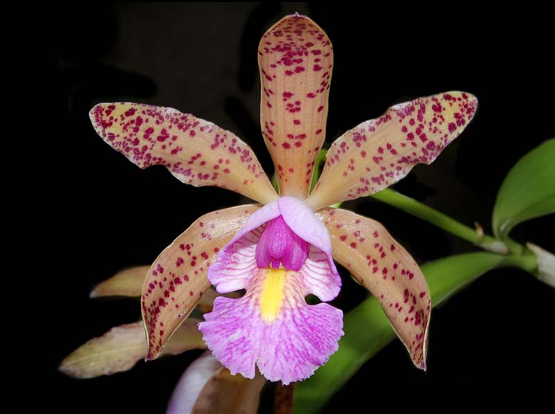 cattleya quinquecolor