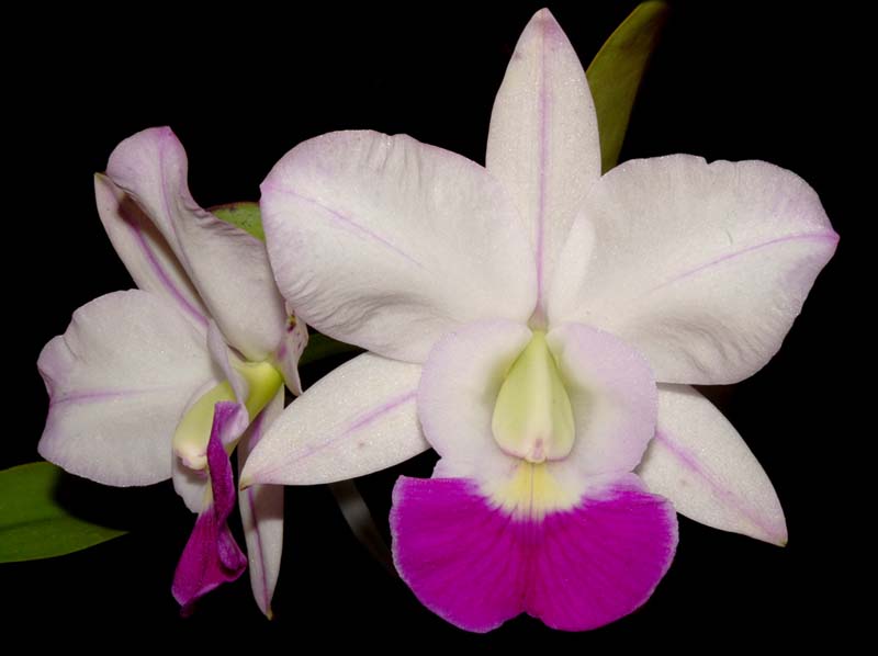 cattleya_Crownfox_Sweetheart'Paradise'_WS_cd