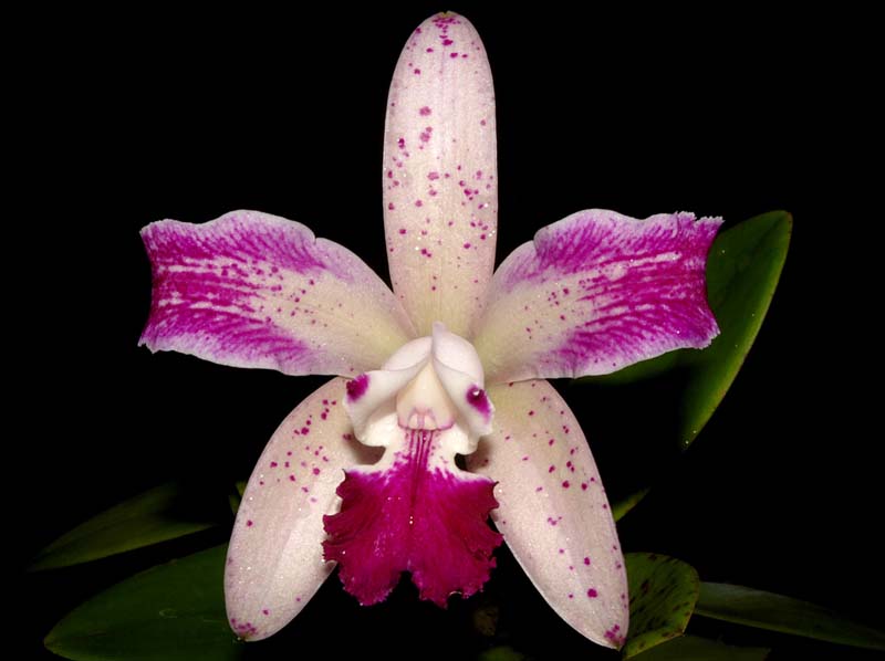 cattleya_Interglossa_ws_cd