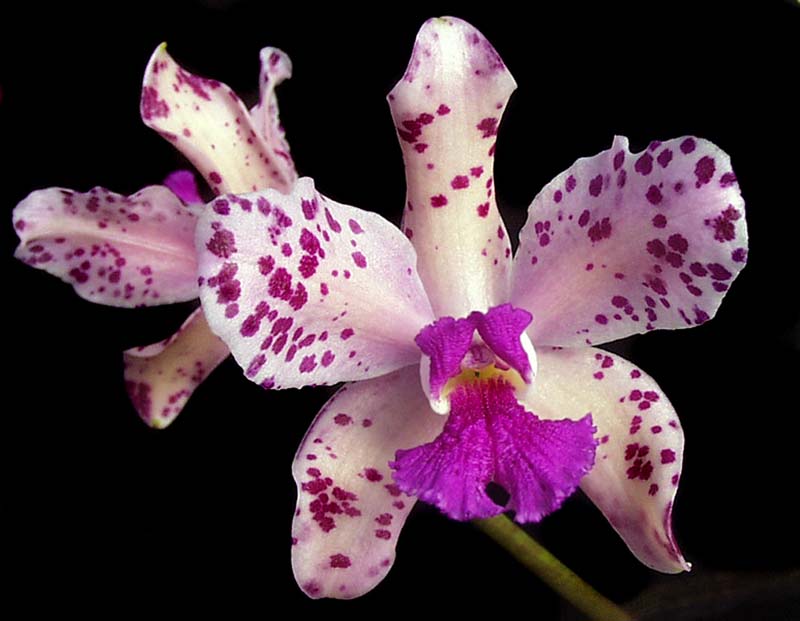 cattleya_amethystoglossa2_cd