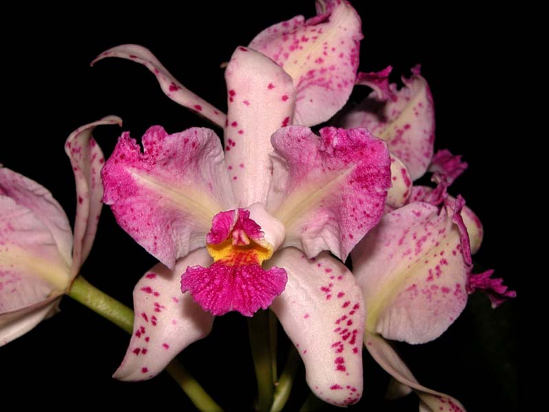 cattleya_amethystoglossa5_cd