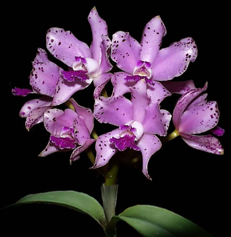 cattleya_amethystoglossa_cd