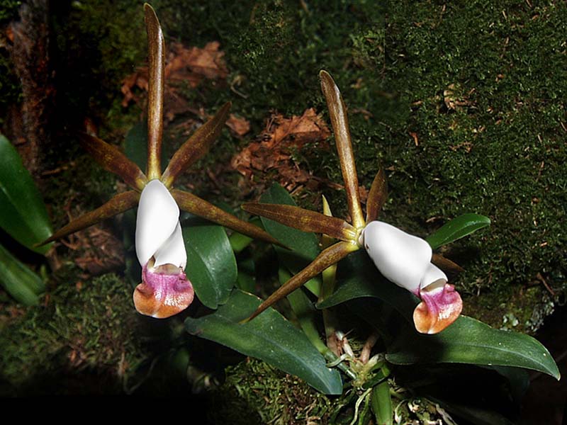 cattleya_araguaiensis2_cd