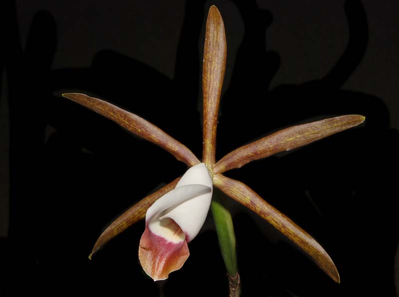 cattleya_araguaiensis2_ws_cd