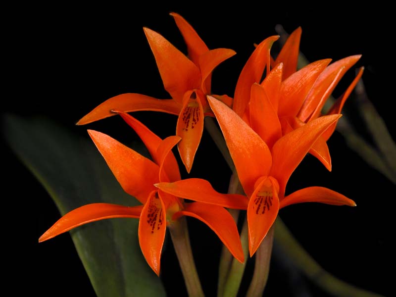 cattleya_aurantiaca2_cd