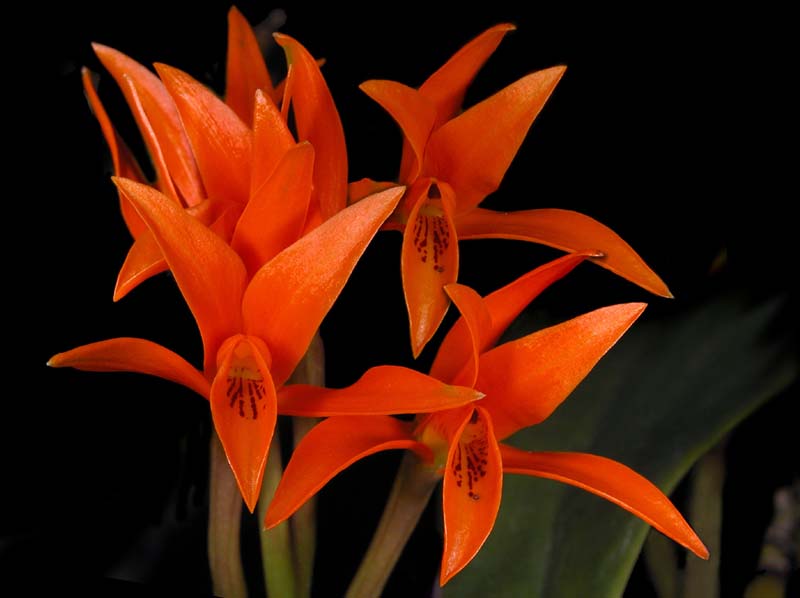 cattleya_aurantiaca3_cd