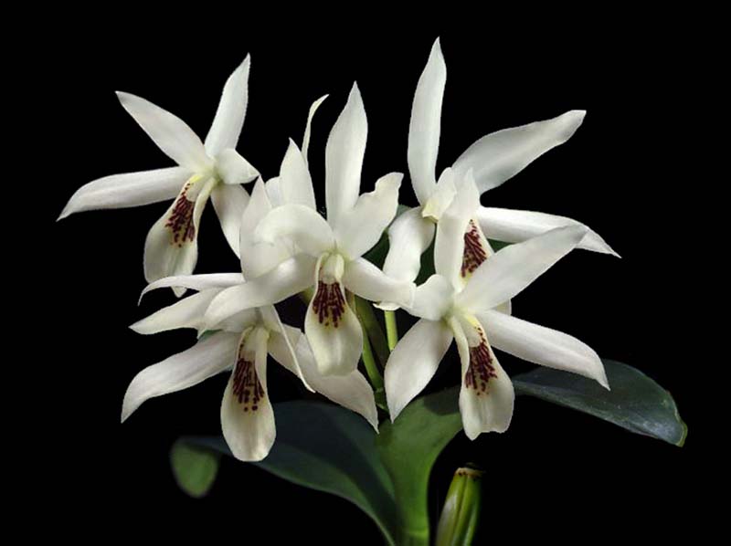 cattleya_aurantiaca_alba_cd