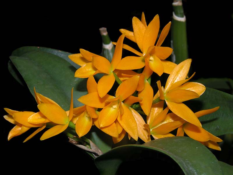 cattleya_aurantiaca_orange_cd