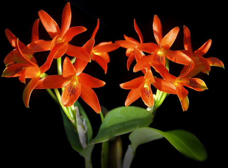 cattleya_aurantiaca_red_cd