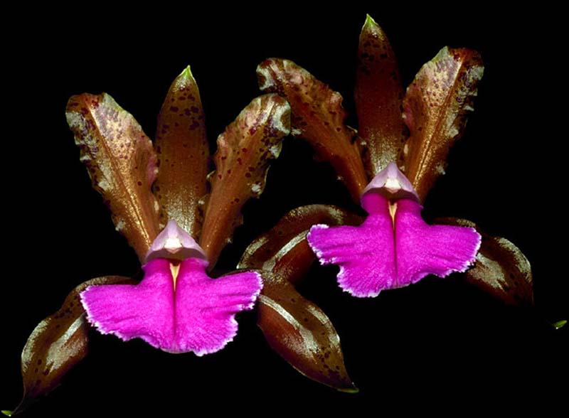 cattleya_bicolor_cd