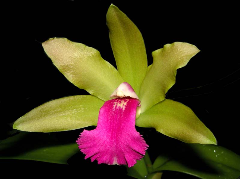 cattleya_bicolor_gruen_cd