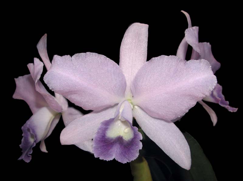 cattleya_bowringeana_coerulea2_cd