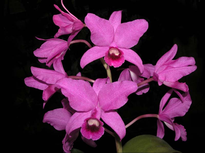 cattleya_bowringeana_ws_cd