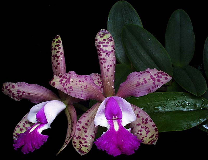 cattleya_calumata_cd