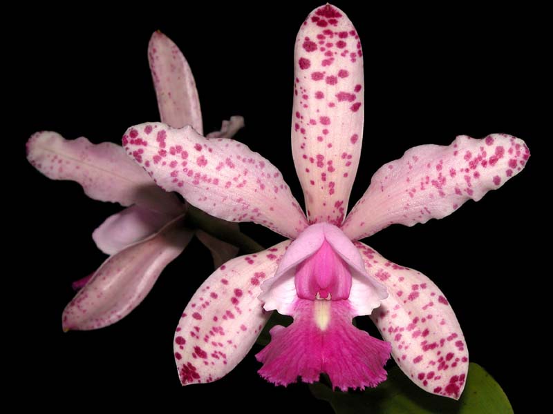 cattleya_calummata2_cd