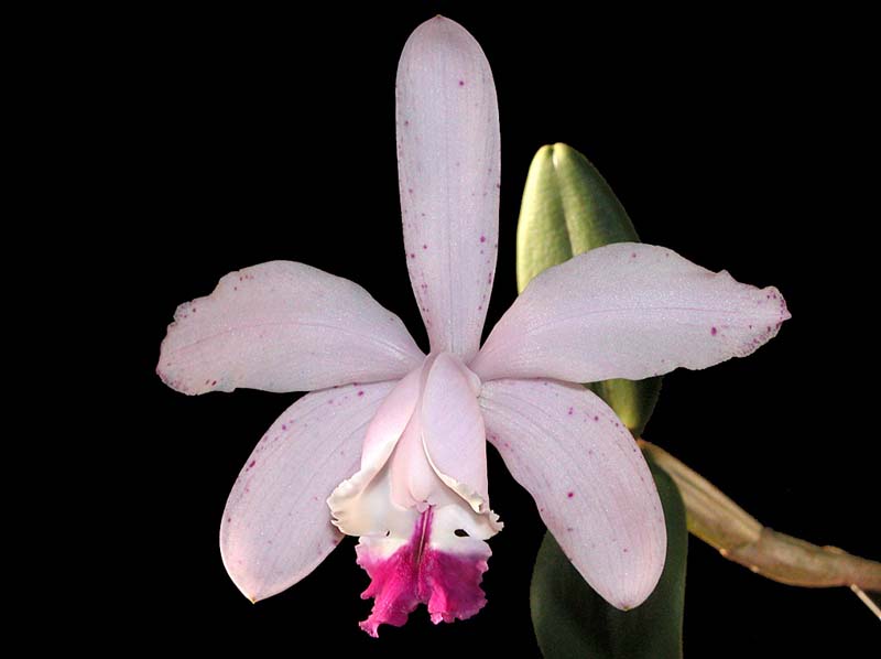 cattleya_claesiana_cd