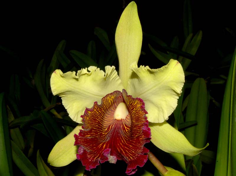 cattleya_dowiana_aurea2_cd