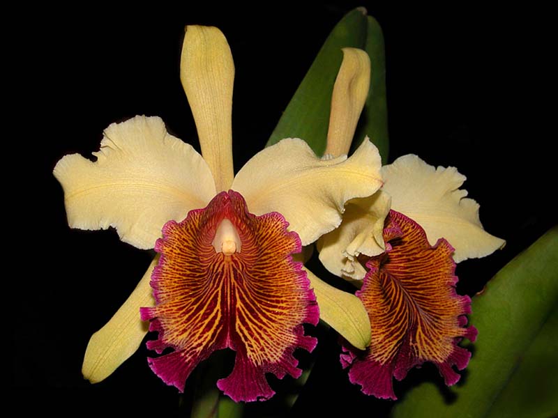 cattleya_dowiana_aurea_cd