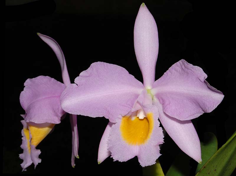 cattleya_eldorado_concolor4_ws_cd