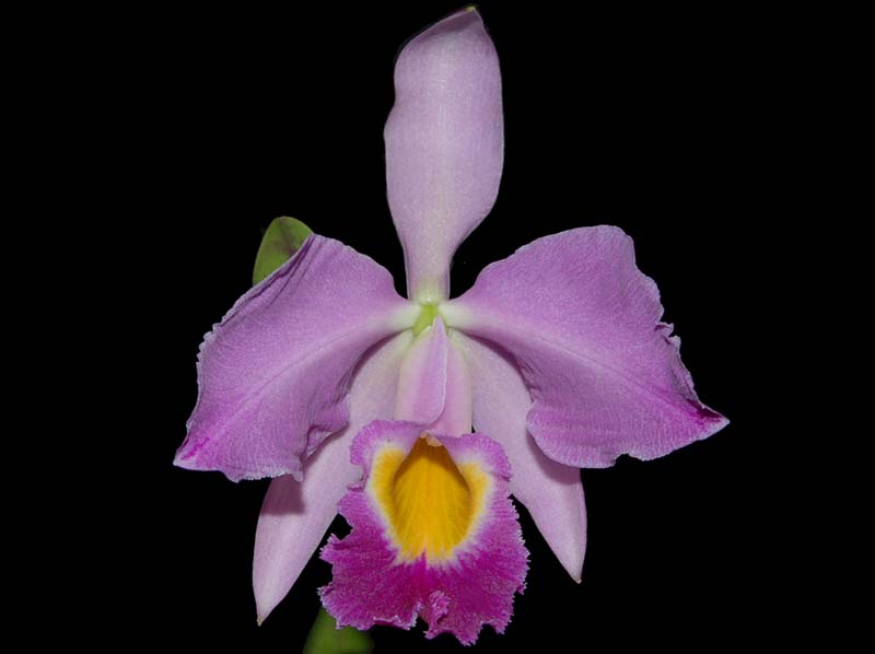 cattleya_eldorado_ws_cd