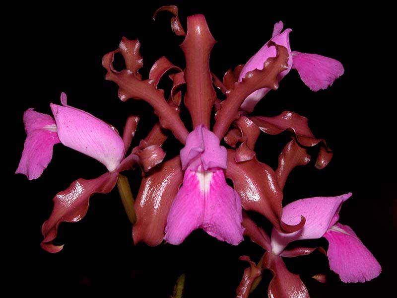 cattleya_elongata_cd