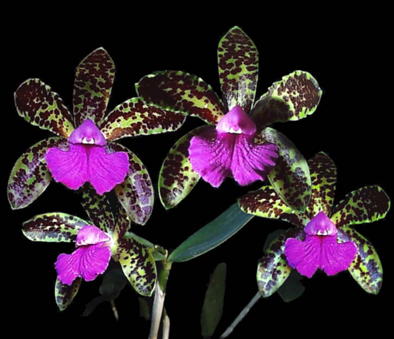 cattleya_fascelisxleopoldii_cd