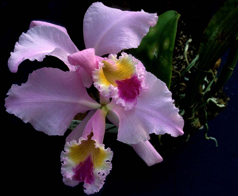 cattleya_gaskelliana2_cd