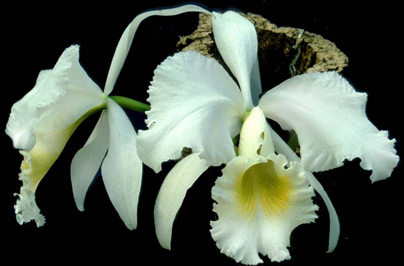 cattleya_gaskelliana_alba2_cd