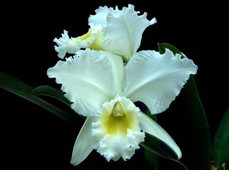 cattleya_gaskelliana_alba3_cd