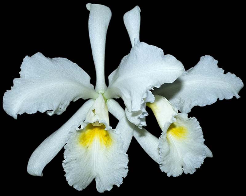 cattleya_gaskelliana_alba_cd