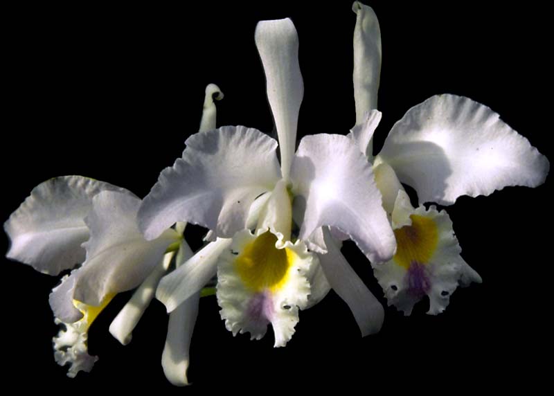 cattleya_gaskelliana_coerulealuisa_cd