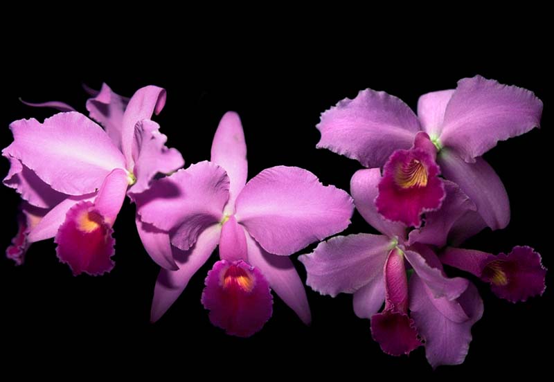 cattleya_gransabanensis_cd