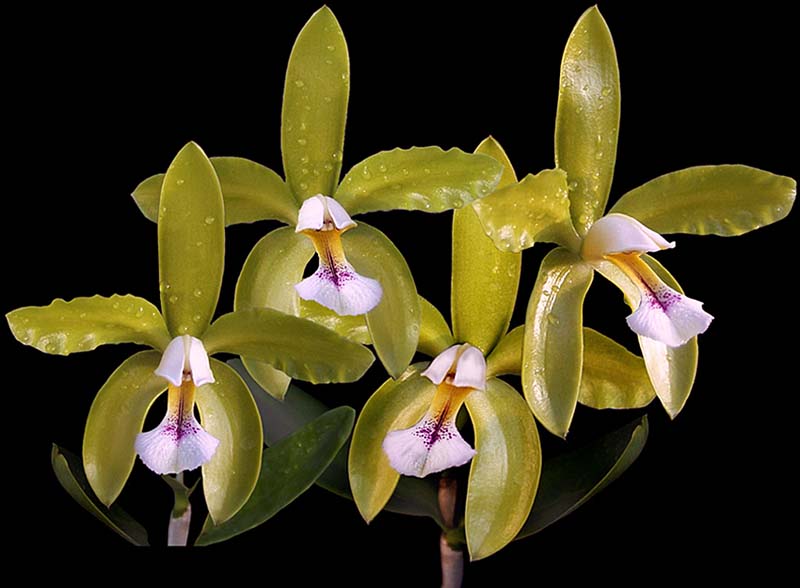 cattleya_granulosa_semialba_cd