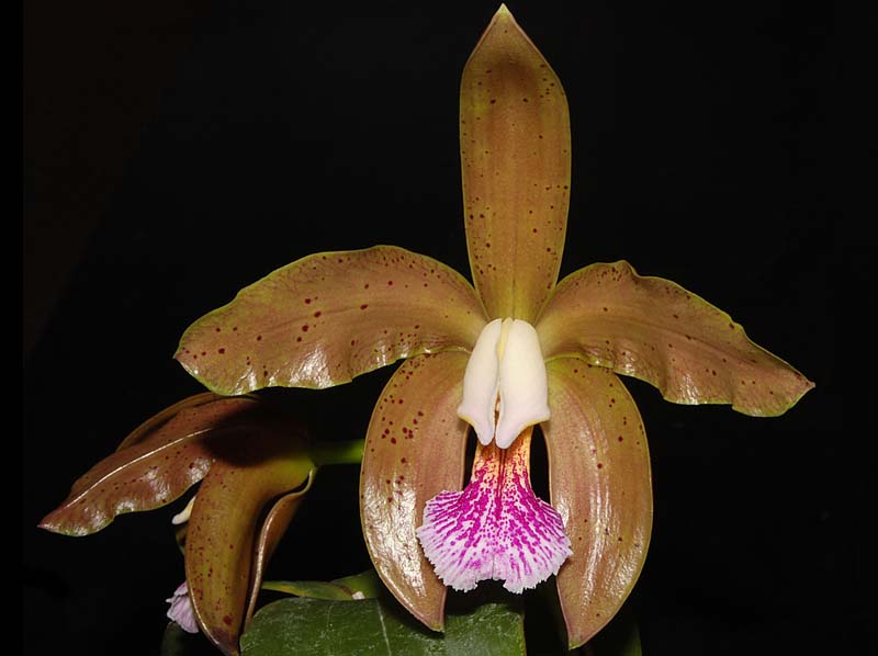 cattleya_granulosa_ws_cd