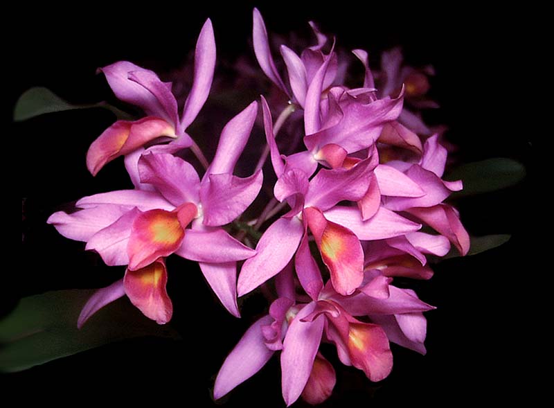 cattleya_guatemalensis_cd