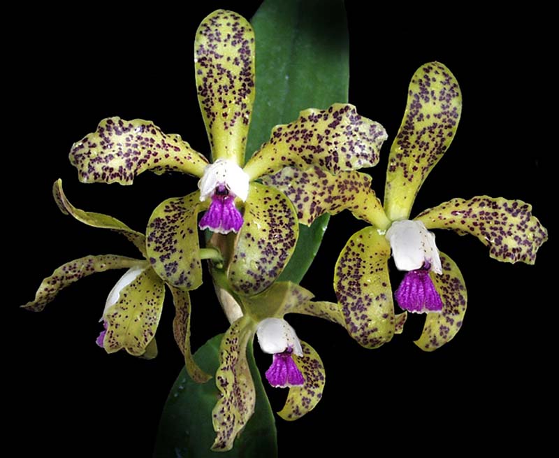 cattleya_guttata_cd