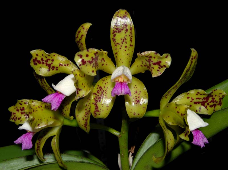 cattleya_guttata_ws_cd