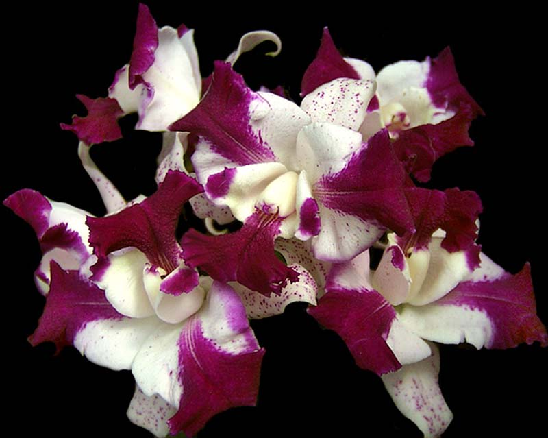 cattleya_interglossa_cd