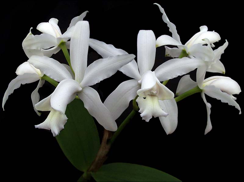 cattleya_intermedia_ alba2_cd