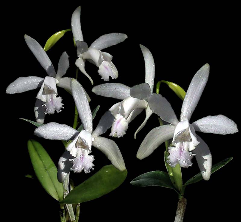 cattleya_intermedia_ alba_cd