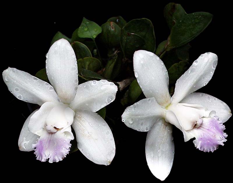 cattleya_intermedia_ dwarf