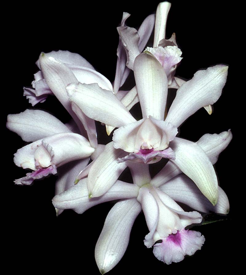 cattleya_intermedia_ semialba_cd