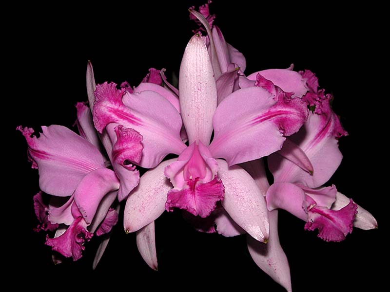 cattleya_intermedia_flammea_cd