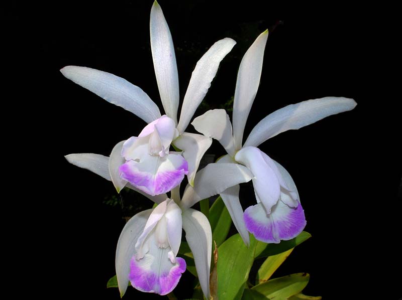 cattleya_intermedia_irrorata_MG_cd