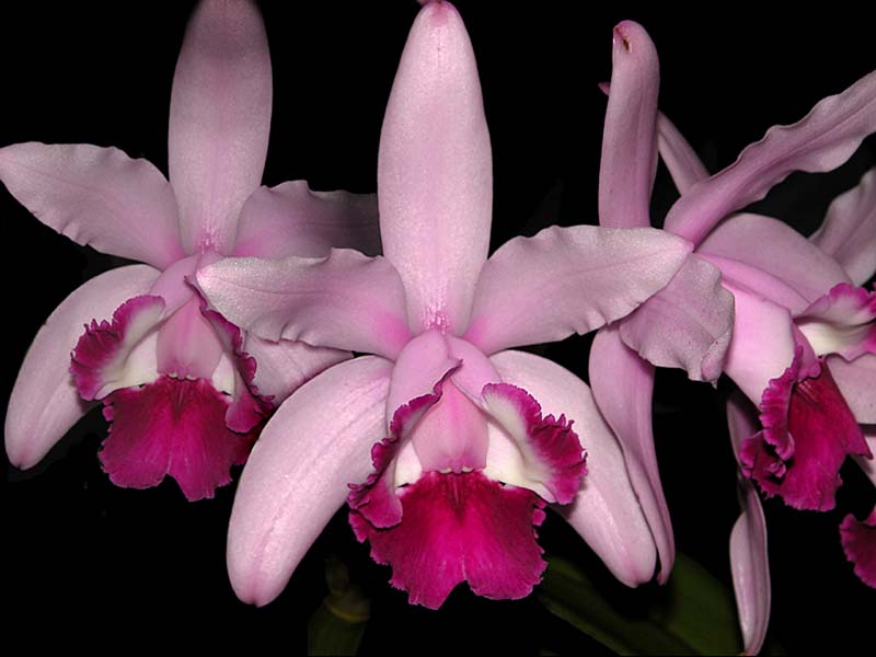 cattleya_intermedia_orlata2_cd