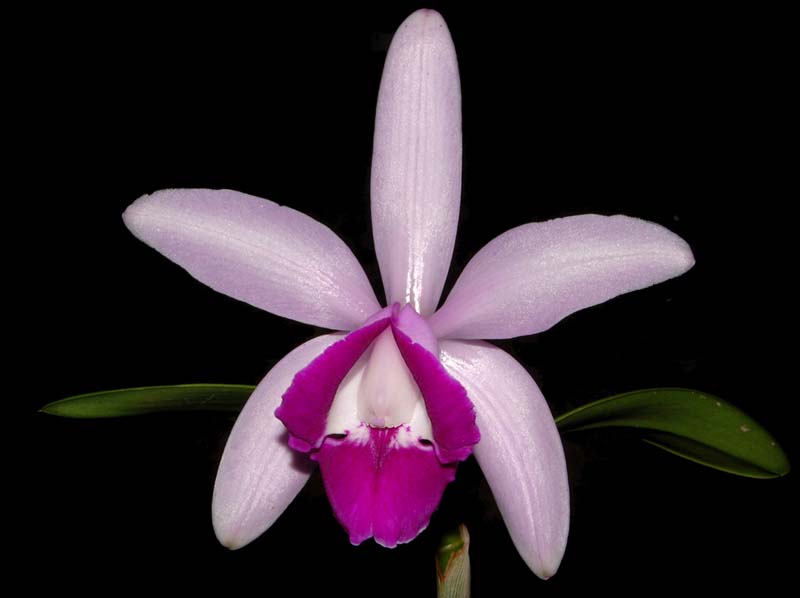 cattleya_intermedia_orlata_ws_cd