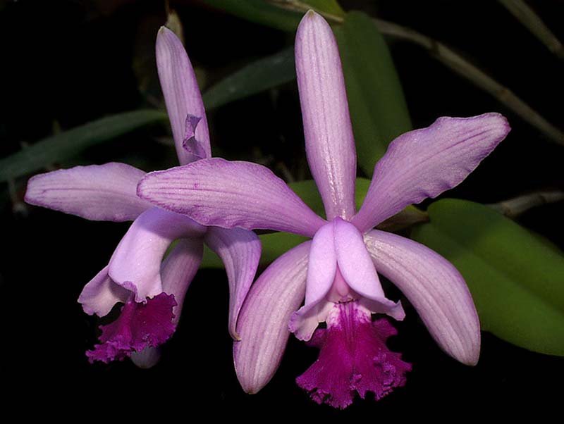 cattleya_intermedia_venosa_cd