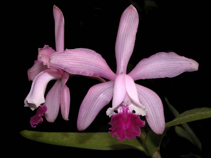 cattleya_intermedia_venosa_doheitor_cd