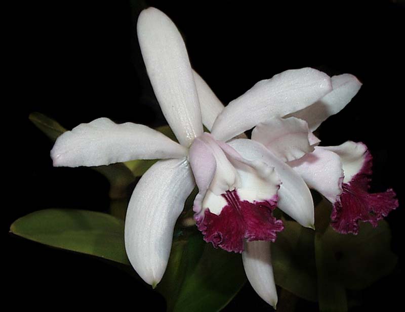 cattleya_intermedia_vinicolor_cd