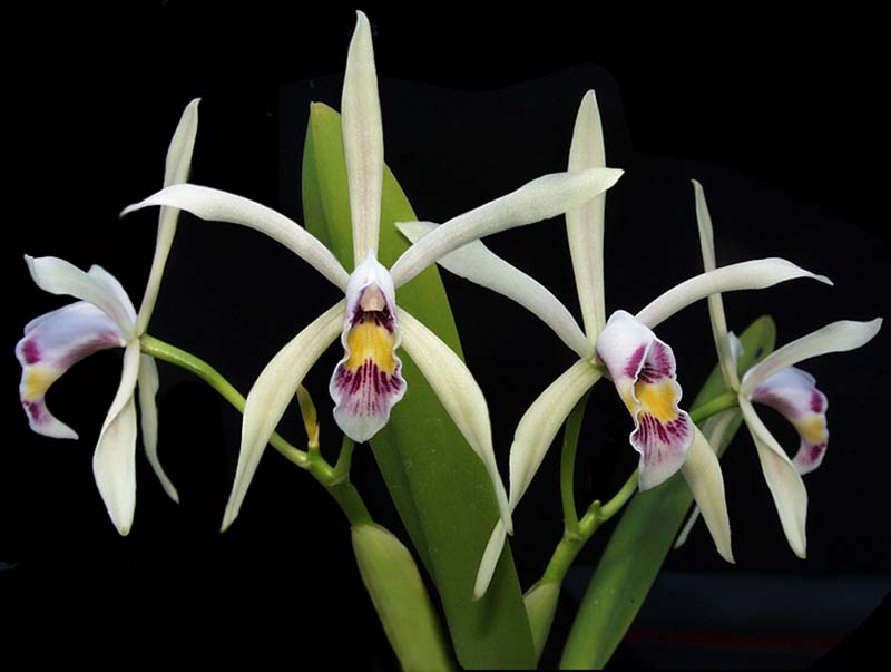 cattleya_iricolor2_cd